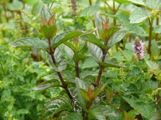 Mentha x piperita v. piperita 'Schoko' (Schokoladenminze)