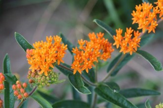 Asclepias tuberosa (Knollige Seidenpflanze)