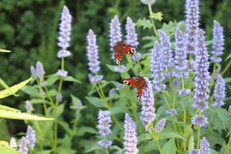 Agastache rugosa 'Blue Fortune' (Blaue Nesselminze)