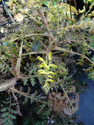 Corydalis ophiocarpa 'Bronze Beauty' (Bronzelaubiger Lerchensporn)