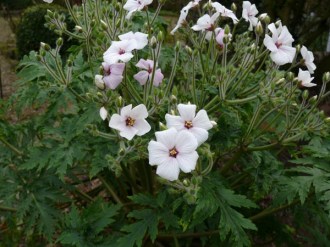 Geranium maderense 'Guernsey White' (Weißer Madeira Storchenschnabel)