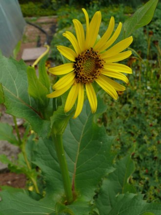 Silphium perfoliatum (Becherpflanze)