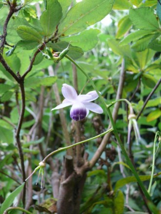 Anemonopsis macrophylla (Japan-Schein-Anemone)