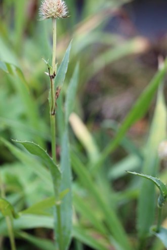 Eryngium yuccifolium (Palmlilienblättrige Mannstreu)