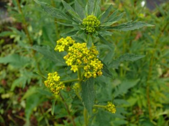 Patrinia scabiosifolia (Goldbaldrian)