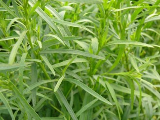 Artemisia dracunculus (Estragon)