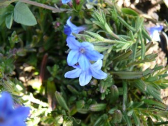 Lithospermum purpurocaeruleum (Purpurblaue Steinsame)