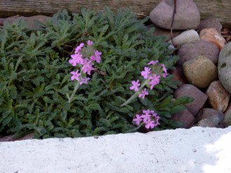 Erinus alpinus (Alpenbalsam)