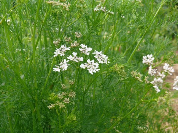 GemPfl0048Coriandrumsativum
