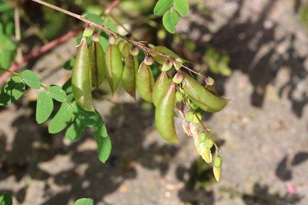 GemPfl0741Astragalusmembranaceus