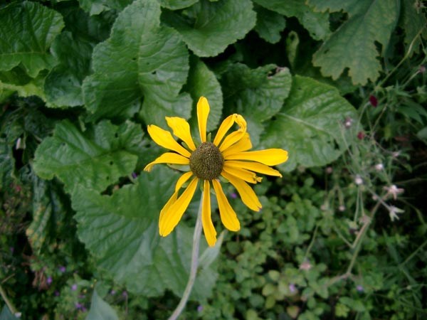 sonnenstauden
