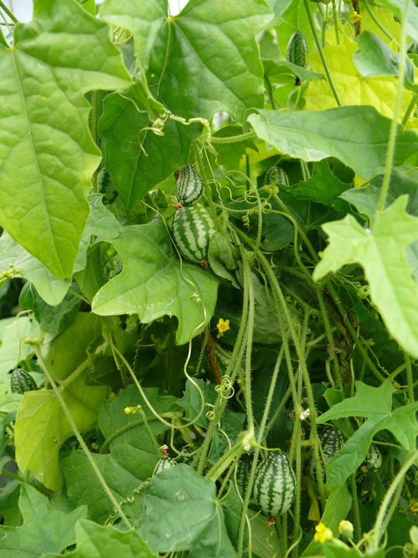 Melothria scabra (Mexikanische Mini-Gurke)
