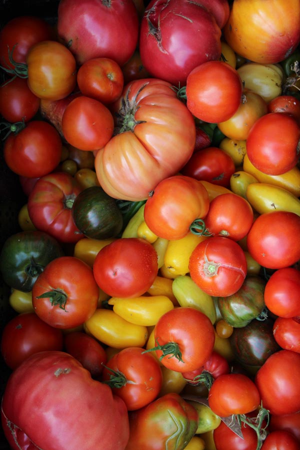 Solanum lycopersicum (Tomaten, Diverse)