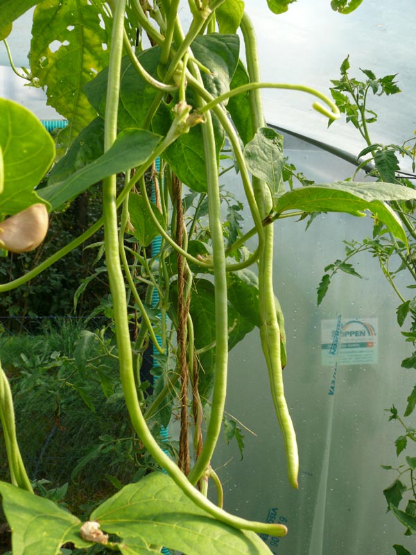 Vigna unguiculata (Bohne, Schlangen-)