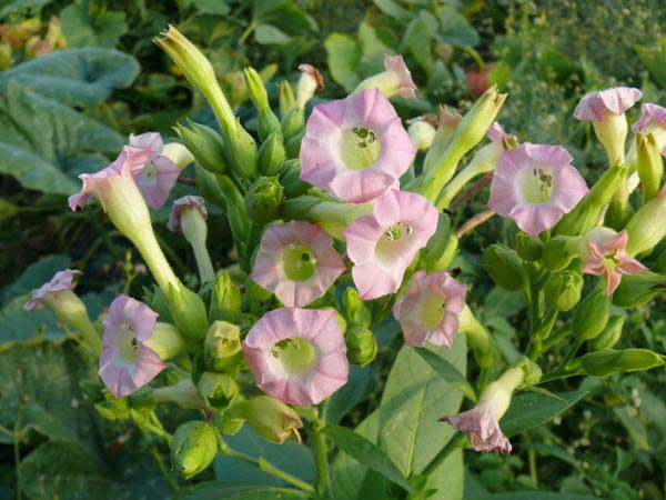 Nicotiana rustica (Bauerntabak)