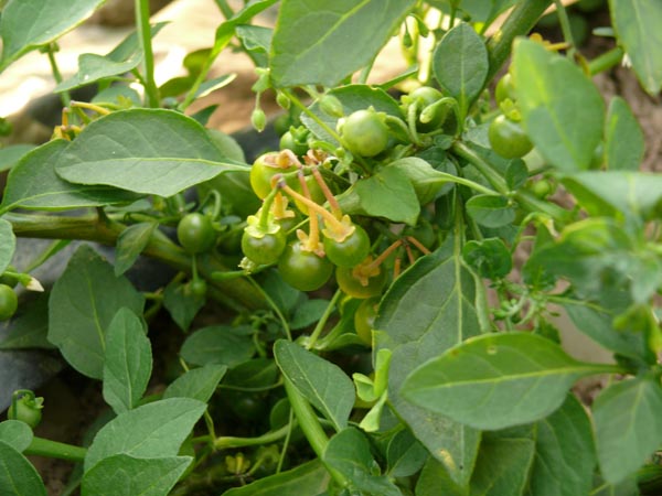Solanum opacum (Greenberry)