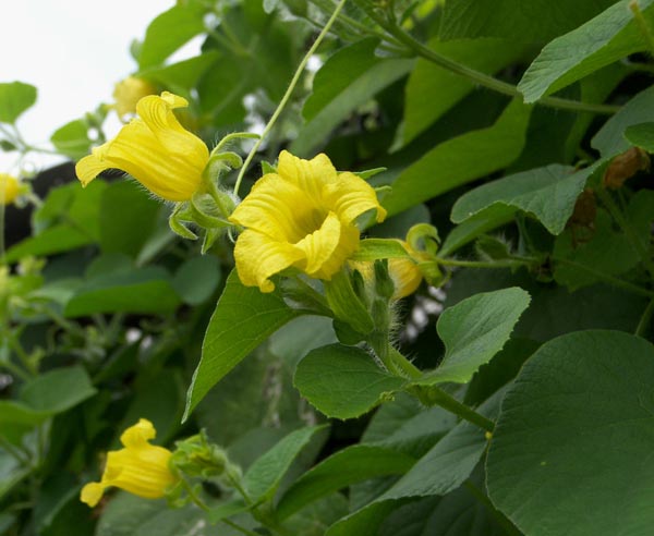 Thladiantha dubia (Quetschgurke)