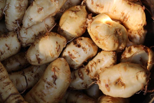 Thladiantha dubia (Quetschgurke)