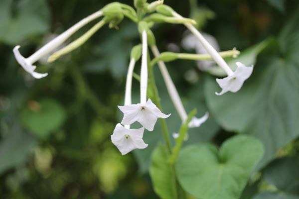 Nicotiana sylvestris (Waldtabak, Bergtabak)