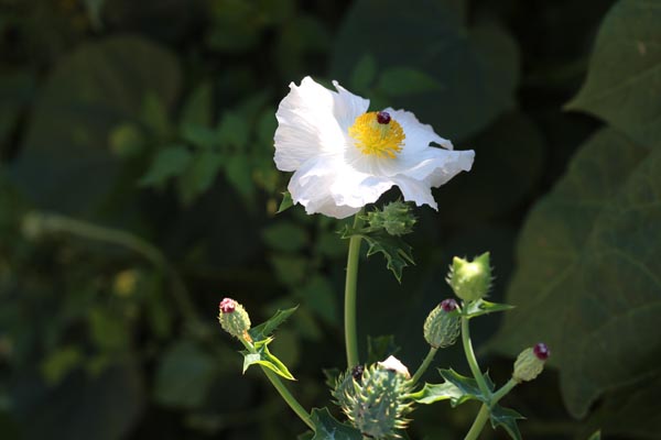 Argemone platyceras (Breithorniger Stachelmohn)