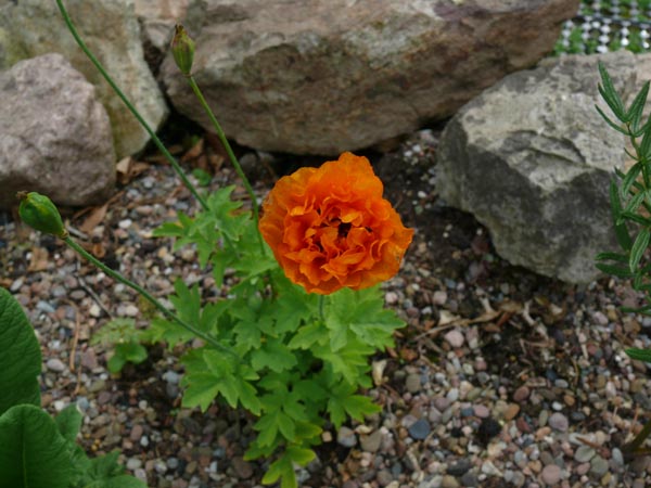 Schattenstauden: Meconopsis cambrica 'Aurantiaca Plena' (Gefüllter  Waldscheinmohn)