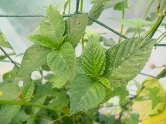 Corchorus olitorius (Melokhia, Muskraut)