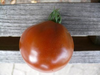 Solanum lycopersicum (Tomate, 'Japonskij Trüffel tschernij')
