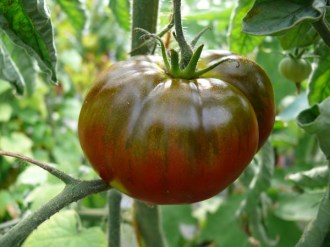 Solanum lycopersicum (Tomate, 'Uglitsch')