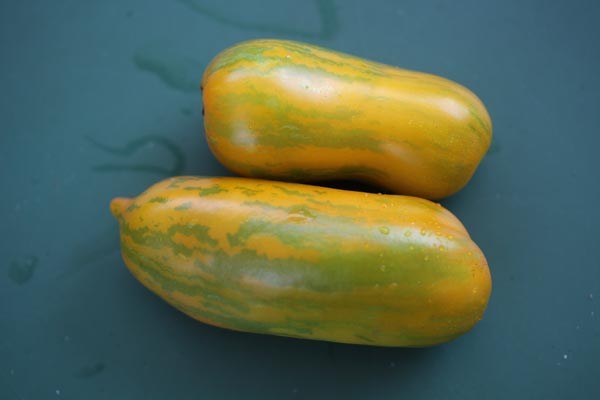 Solanum lycopersicum (Tomate, 'Green Sausage')