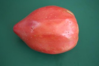 Solanum lycopersicum (Tomate, 'Kroatische Herztomate')