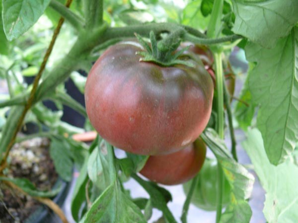 Solanum lycopersicum (Tomate, 'Tschernij Prinz')