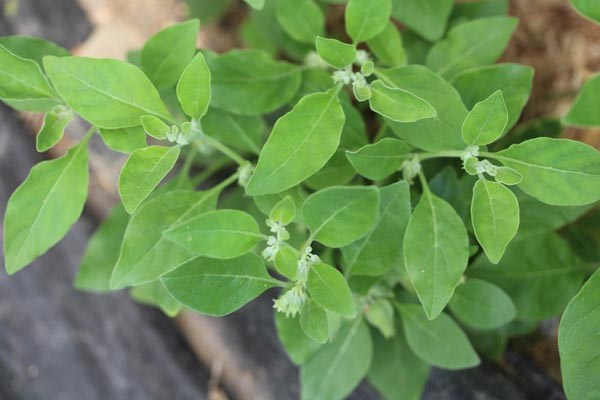 Whitania somnifera (Ashvaganda)