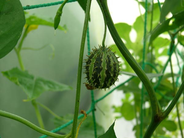 Cucumis sp. (Ziergurke, Mischung)