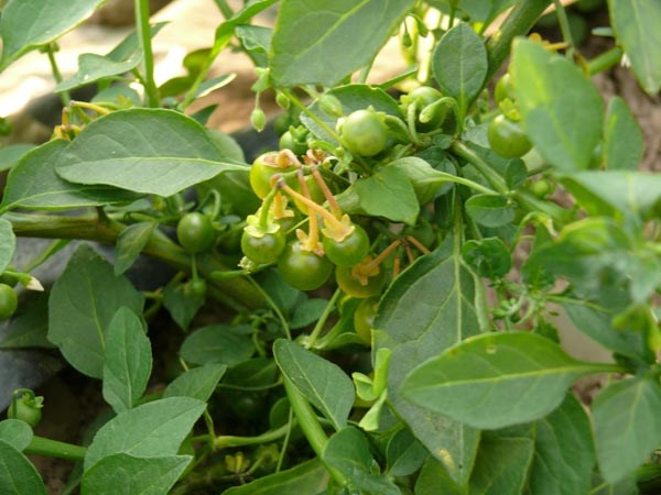 Solanum opacum (Greenberry)