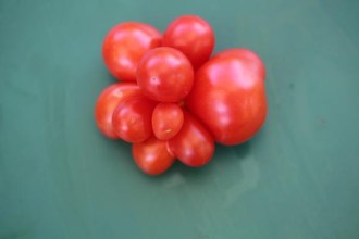 Solanum lycopersicum (Tomate, 'Voyage')
