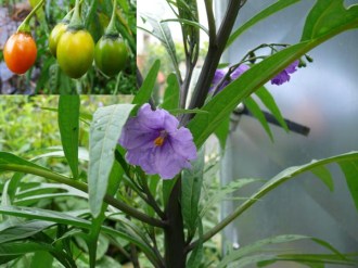 Solanum aviculare (Känguruapfel)