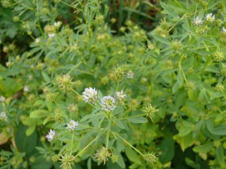 Trigonella caerulea (Schabzigerklee)