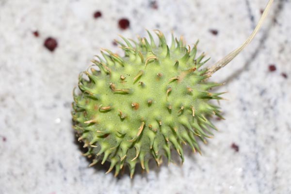 Cucumis hirsutus (Ziergurke)