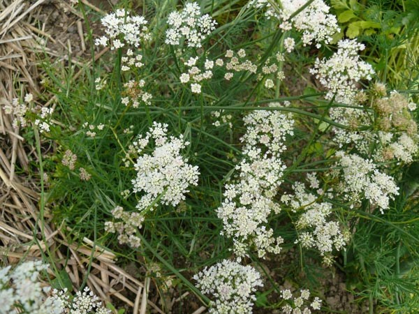 Oenanthe silaifolia (Haarstrang-Erdkastanie)