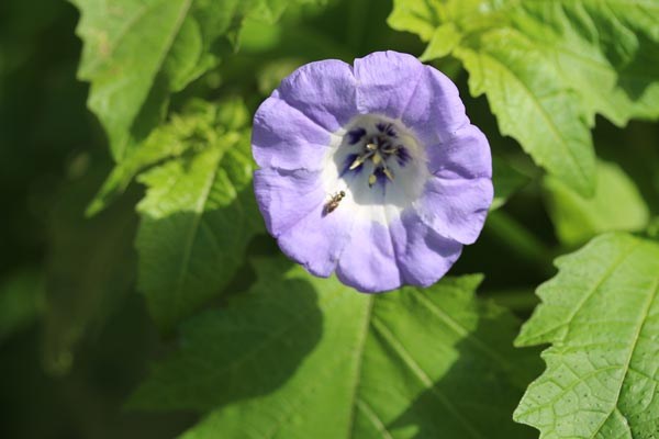 Nicandra physaloides (Blaue Lampionblume)