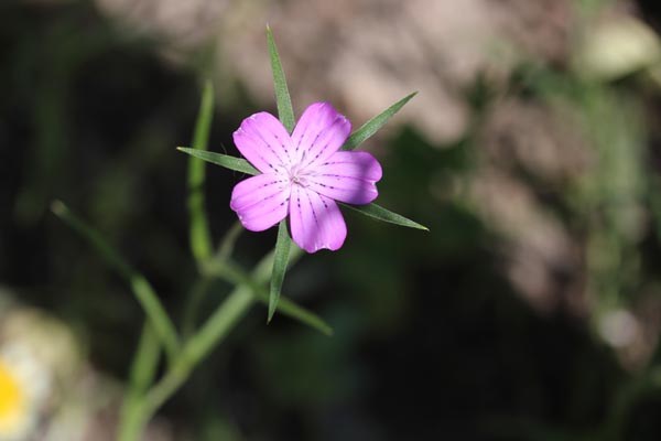 Agrostemma githago (Kornrade)