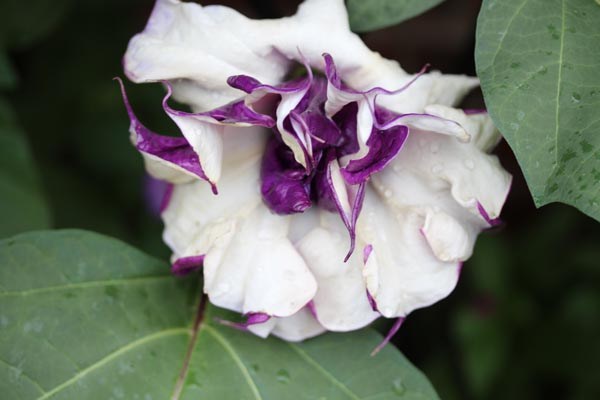 Datura metel 'Purple Queen' (Stechapfel)