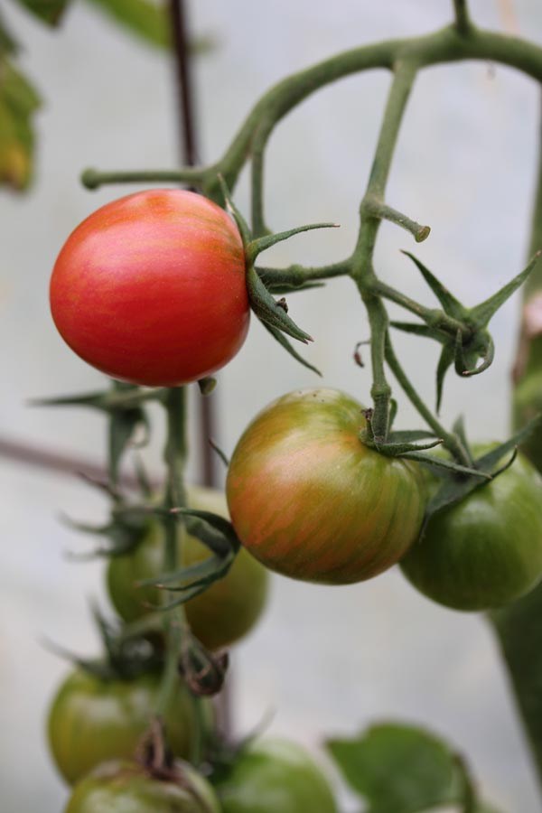 Solanum lycopersicum (Tomate, 'Pink Bumble Bee')