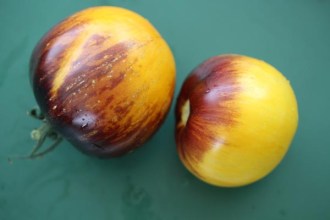 Solanum lycopersicum (Tomate, 'Primary Color')