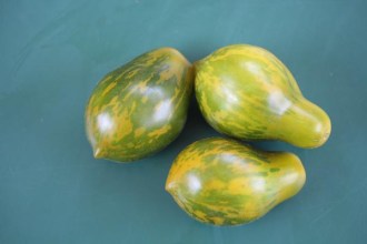 Solanum lycopersicum (Tomate, 'Michael Pollan')