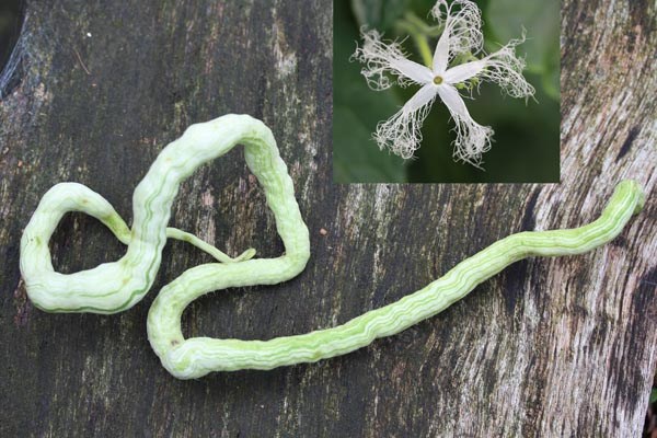 Trichosanthes cucumerina (Schlangenhaargurke)
