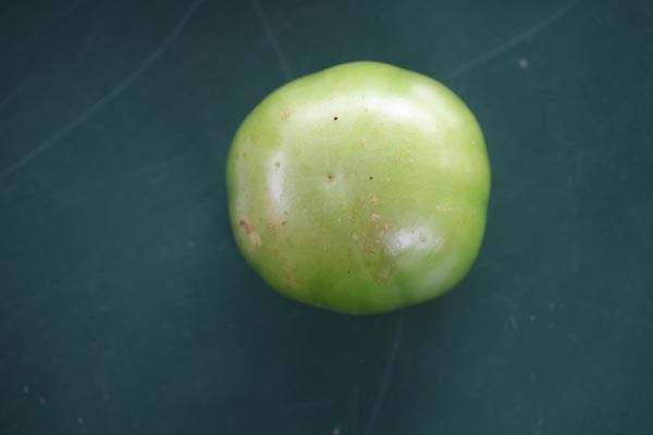 Physalis philadelphica (Tomatillo, Riesen-)