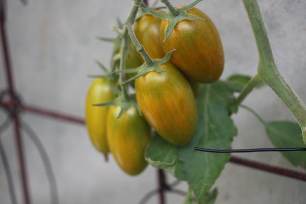 Solanum lycopersicum (Tomate, 'Lucky Tiger')
