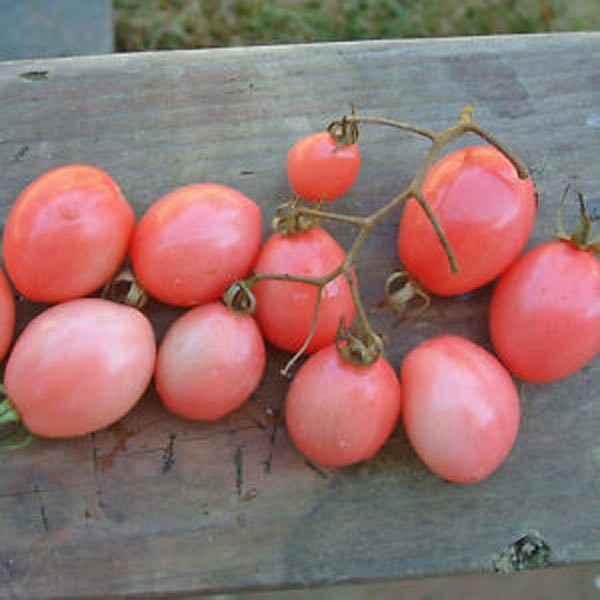 Solanum lycopersicum (Tomate, 'Pearly Pink Cherry')