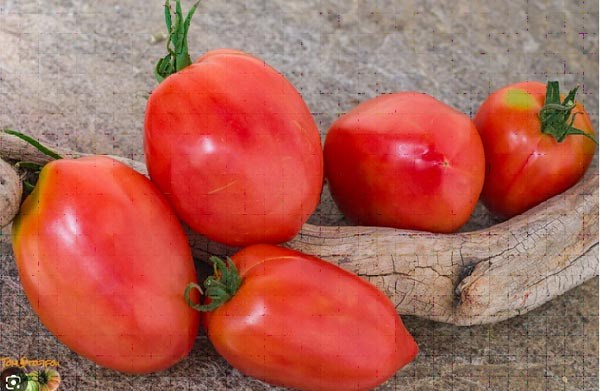 Solanum lycopersicum (Tomate, 'Rose d'Espelette')